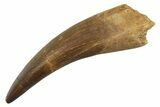 Fossil Plesiosaur (Zarafasaura) Tooth - Morocco #297975-1